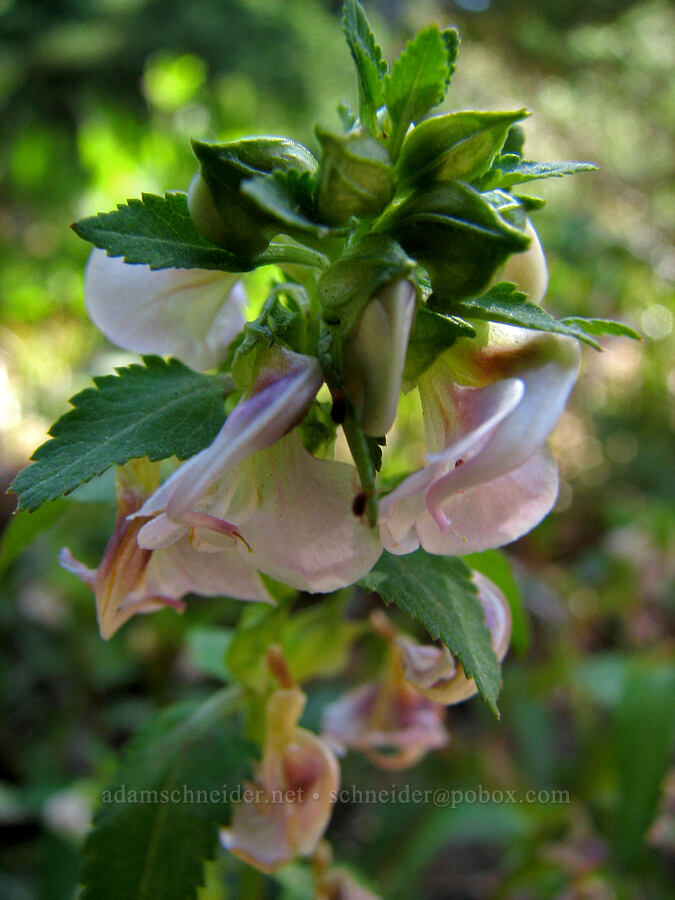 sickle-top lousewort (Pedicularis racemosa) [Timberline Trail, Mt. Hood Wilderness, Hood River County, Oregon]