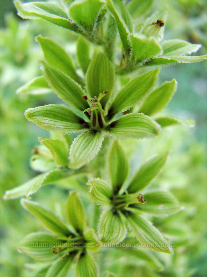 corn lily (false hellebore) (Veratrum viride var. eschscholzianum (Veratrum eschscholtzianum)) [Timberline Trail, Mt. Hood Wilderness, Hood River County, Oregon]