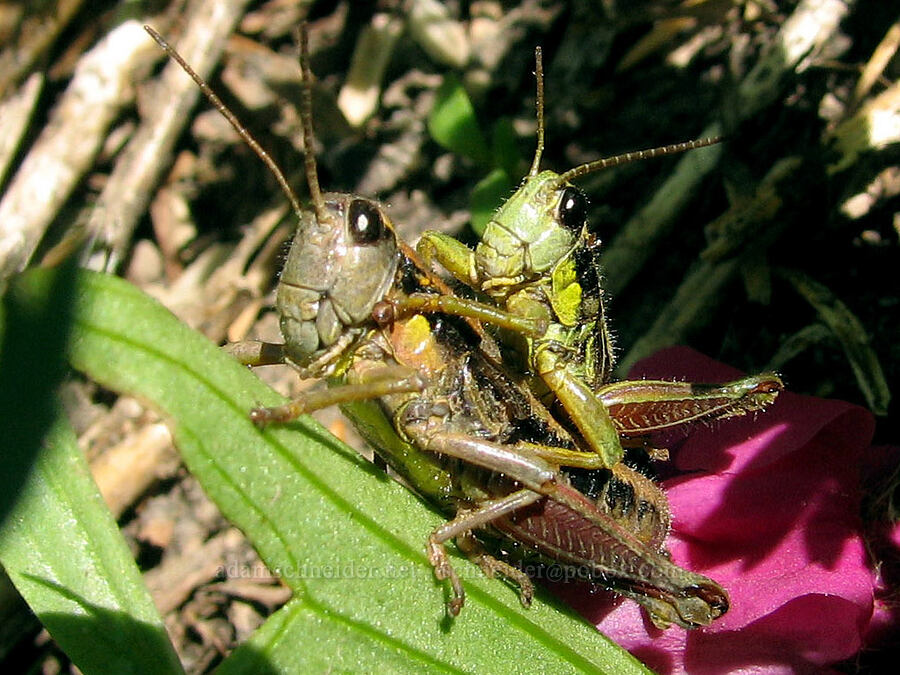 Cascade timberline grasshoppers (Prumnacris rainierensis) [Timberline Trail, Mt. Hood Wilderness, Hood River County, Oregon]