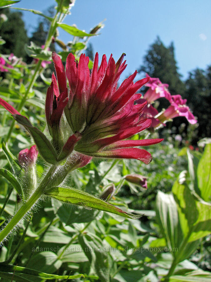 magenta paintbrush & Lewis' monkeyflower (Castilleja parviflora var. oreopola, Erythranthe lewisii (Mimulus lewisii)) [Timberline Trail, Mt. Hood Wilderness, Hood River County, Oregon]