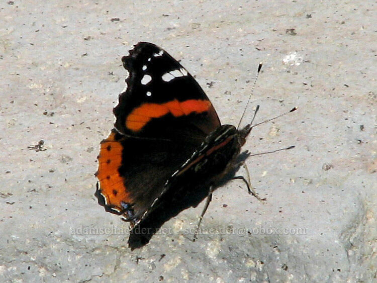 red admiral butterfly (Vanessa atalanta) [Above Eden Park, Mt. Hood Wilderness, Hood River County, Oregon]