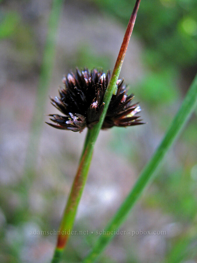 some kind of sedge (Carex sp.) [Above Eden Park, Mt. Hood Wilderness, Hood River County, Oregon]