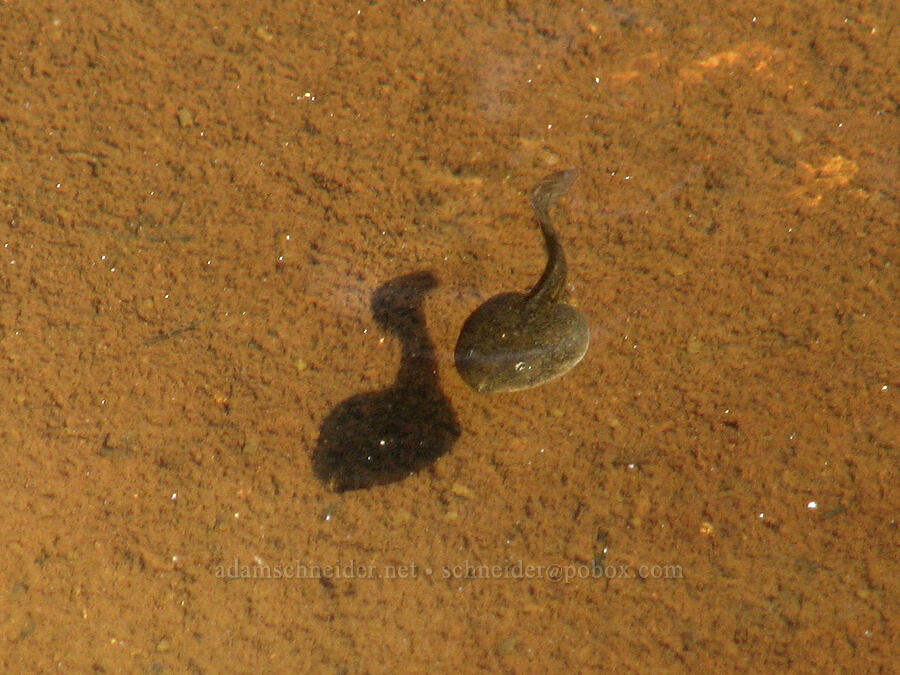tadpole (Rana cascadae) [Eden Park, Mt. Hood Wilderness, Hood River County, Oregon]
