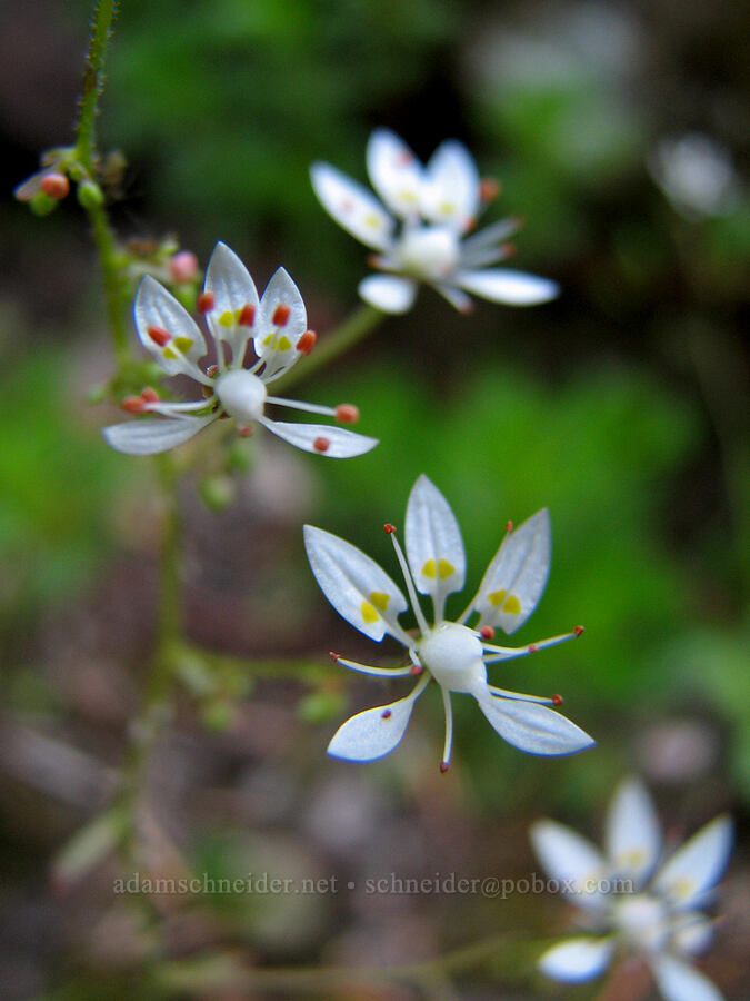 rusty saxifrage (Micranthes ferruginea (Saxifraga ferruginea)) [Eden Park, Mt. Hood Wilderness, Hood River County, Oregon]