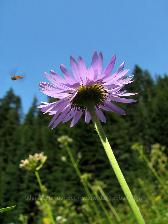 subalpine fleabane & flower fly, from below (Erigeron glacialis var. glacialis) [Eden Park Loop Trail, Mt. Hood Wilderness, Hood River County, Oregon]