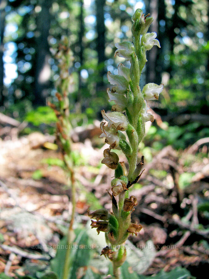 rattlesnake-plantain orchid (Goodyera oblongifolia) [Vista Ridge Trail, Mt. Hood Wilderness, Hood River County, Oregon]