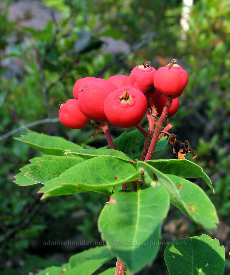 Sitka mountain-ash berries (Sorbus sitchensis) [Vista Ridge trailhead, Mt. Hood National Forest, Hood River County, Oregon]