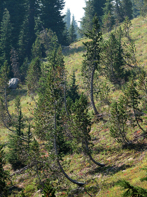 curved pine trees [near Cloud Cap Campground, Mt. Hood Wilderness, Hood River County, Oregon]