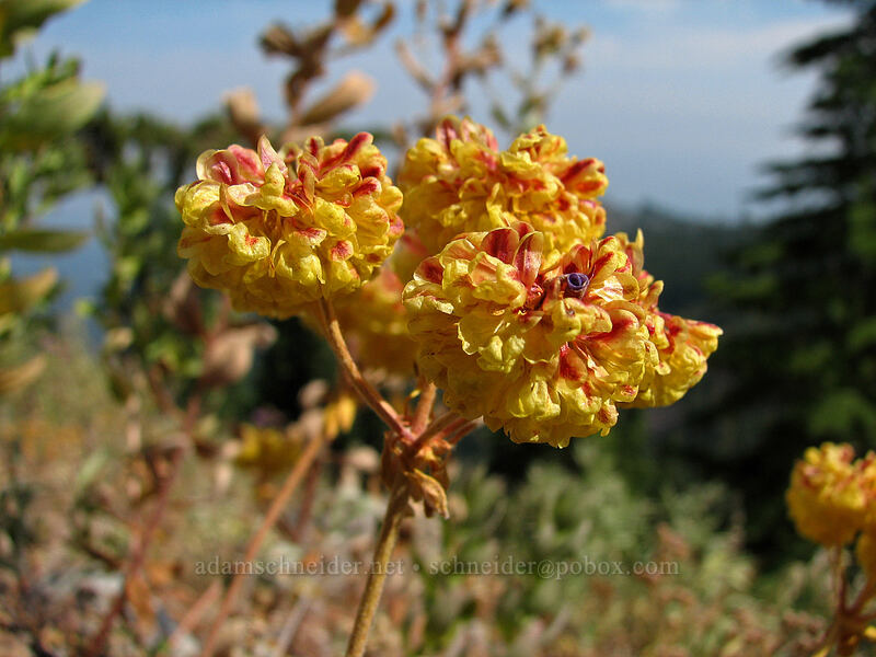 buckwheat (Eriogonum sp.) [west moraine of Eliot Glacier, Mt. Hood Wilderness, Hood River County, Oregon]