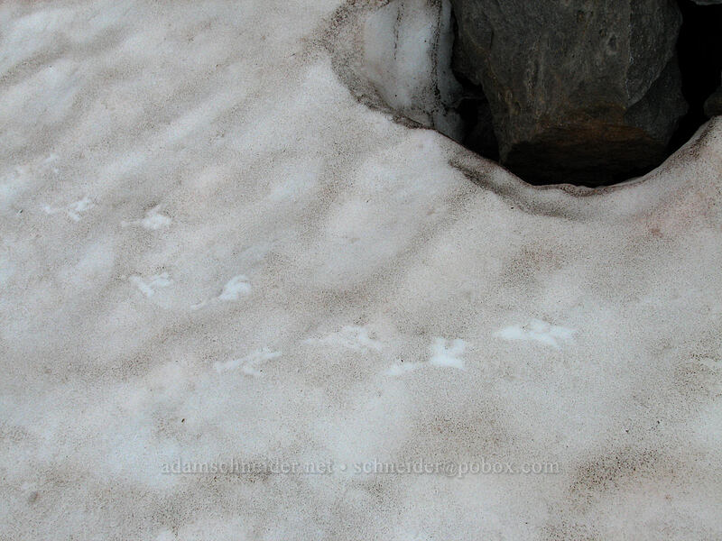 raven tracks [above Langille Crags, Mt. Hood Wilderness, Hood River County, Oregon]