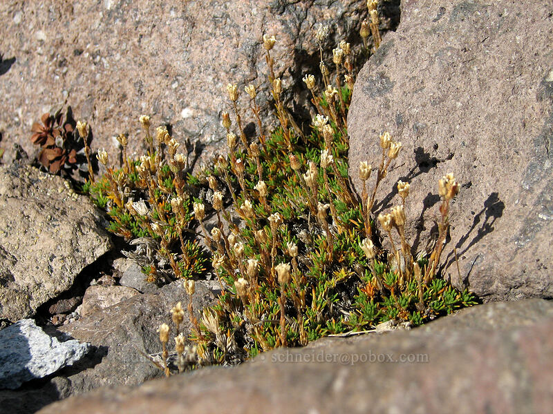 alpine sandwort seed pods (Cherleria obtusiloba (Minuartia obtusiloba)) [near Langille Crags, Mt. Hood Wilderness, Hood River County, Oregon]