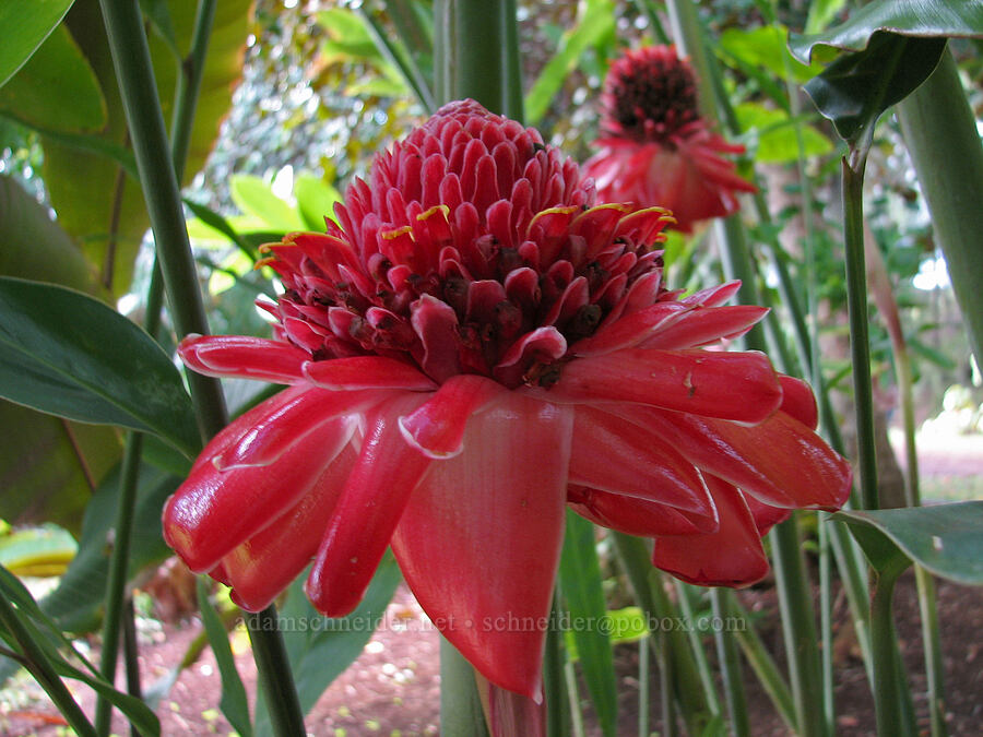 torch ginger (Etlingera elatior) [National Tropical Botanical Garden, Kukui'ula, Kaua'i, Hawaii]