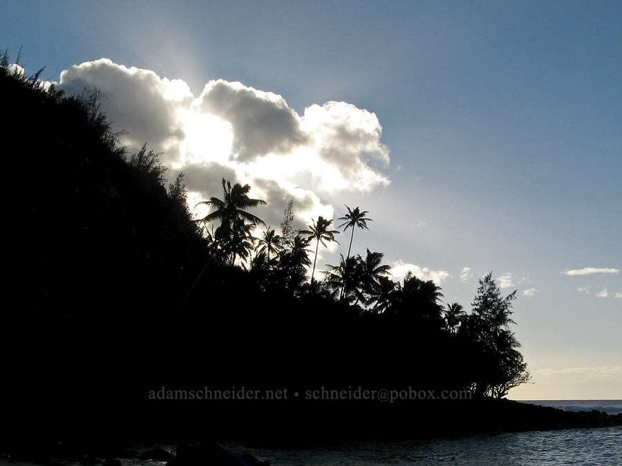 palm trees & afternoon sun [Ke'e Beach, Ha'ena State Park, Kaua'i, Hawaii]
