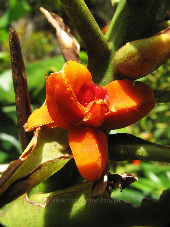 kahili ginger (Hedychium gardnerianum) [Halemanu Road, Koke'e State Park, Kaua'i, Hawaii]