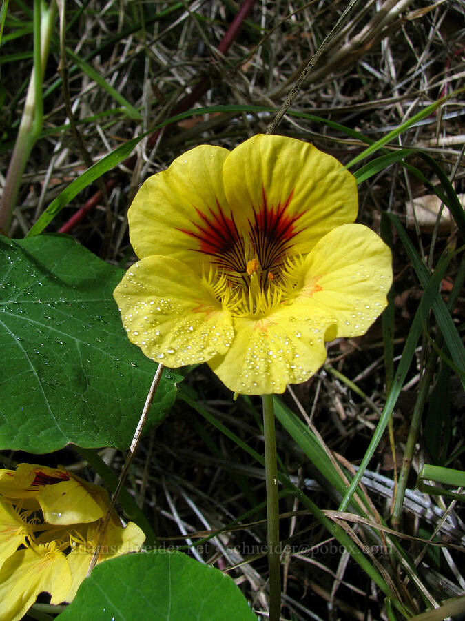 yellow nasturtium flower (Tropaeolum majus) [Halemanu Road, Koke'e State Park, Kaua'i, Hawaii]