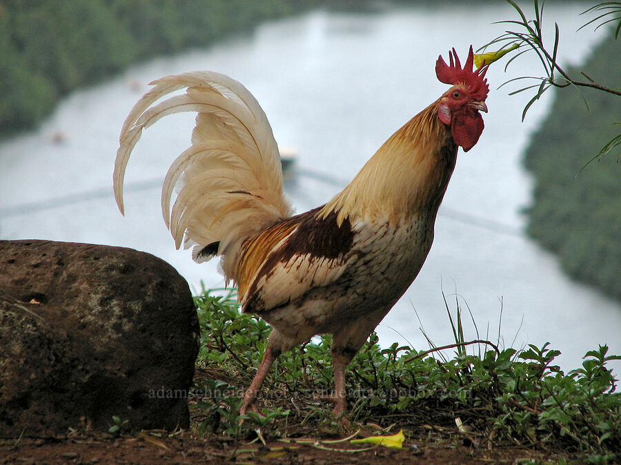 white rooster (Gallus gallus domesticus) [Wailua River overlook, Wailua River State Park, Kaua'i, Hawaii]