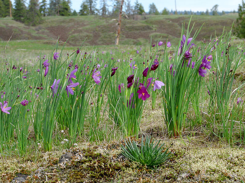 field of grass widows (Olsynium douglasii) [Catherine Creek, Gifford Pinchot National Forest, Klickitat County, Washington]