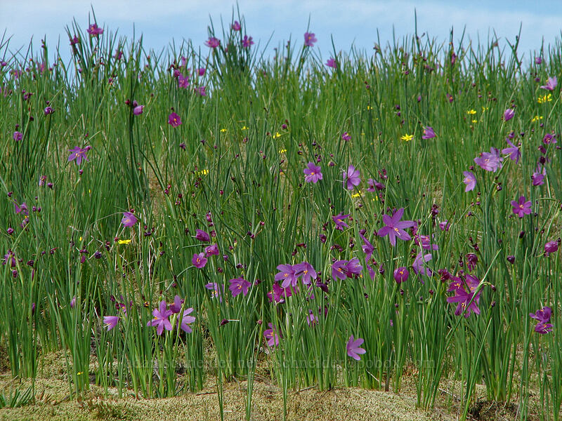 field of grass widows (Olsynium douglasii) [Catherine Creek, Gifford Pinchot National Forest, Klickitat County, Washington]
