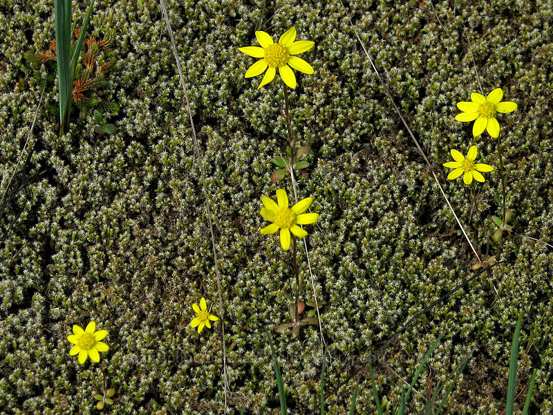 gold stars & moss (Crocidium multicaule) [Catherine Creek, Gifford Pinchot National Forest, Klickitat County, Washington]
