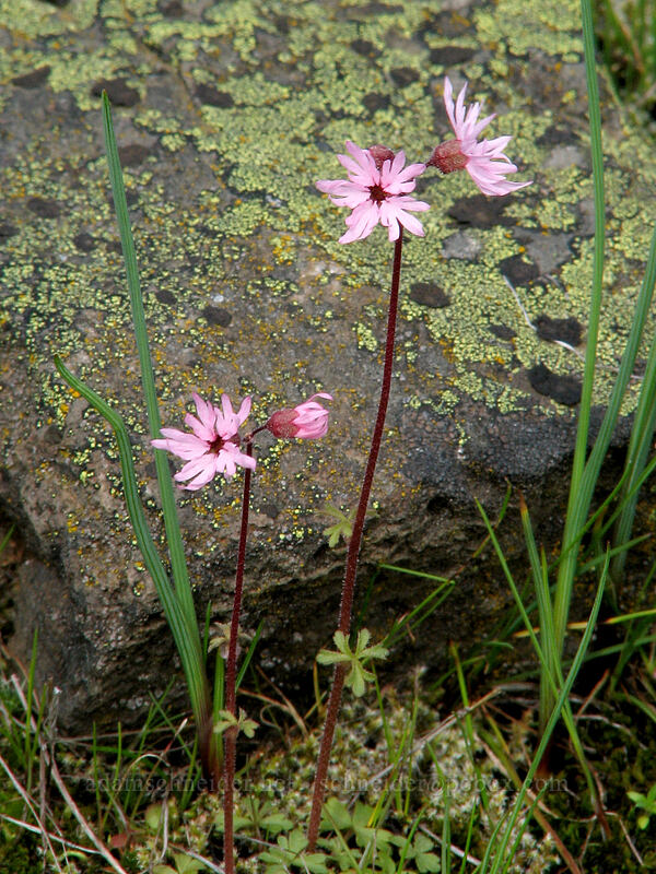 prairie stars & lichen (Lithophragma glabrum) [Catherine Creek, Gifford Pinchot National Forest, Klickitat County, Washington]