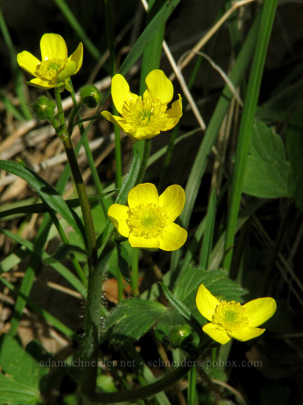 buttercups (Ranunculus occidentalis) [Catherine Creek, Gifford Pinchot National Forest, Klickitat County, Washington]