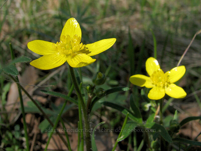western buttercup (Ranunculus occidentalis) [Catherine Creek, Gifford Pinchot National Forest, Klickitat County, Washington]