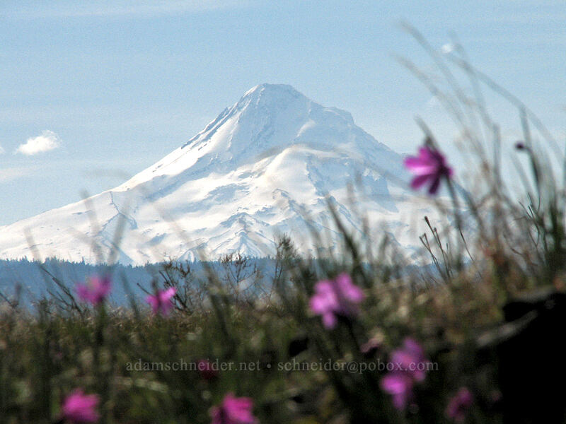 grass widows & Mount Hood (Olsynium douglasii) [Catherine Creek, Klickitat County, Washington]
