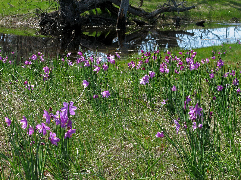 grass widows & a vernal pool (Olsynium douglasii) [Catherine Creek, Gifford Pinchot National Forest, Klickitat County, Washington]