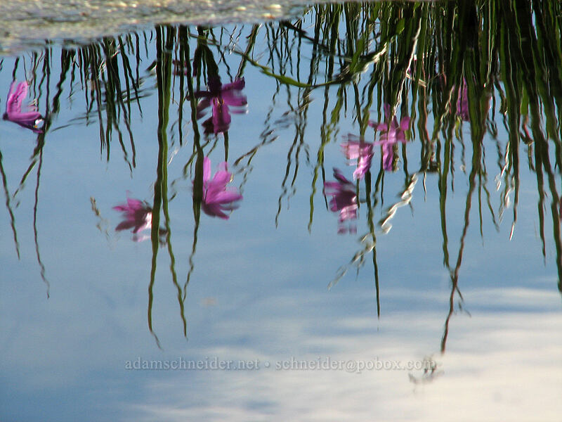 grass widows, reflected (Olsynium douglasii) [Catherine Creek, Gifford Pinchot National Forest, Klickitat County, Washington]