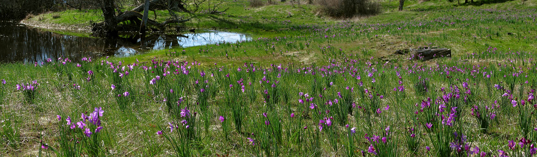 grass widow/vernal pool panorama (Olsynium douglasii) [Catherine Creek, Gifford Pinchot National Forest, Klickitat County, Washington]