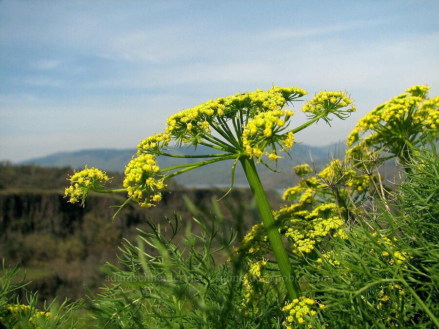 Klickitat desert parsley (Lomatium klickitatense (Lomatium grayi)) [Tom McCall Preserve, Rowena, Wasco County, Oregon]