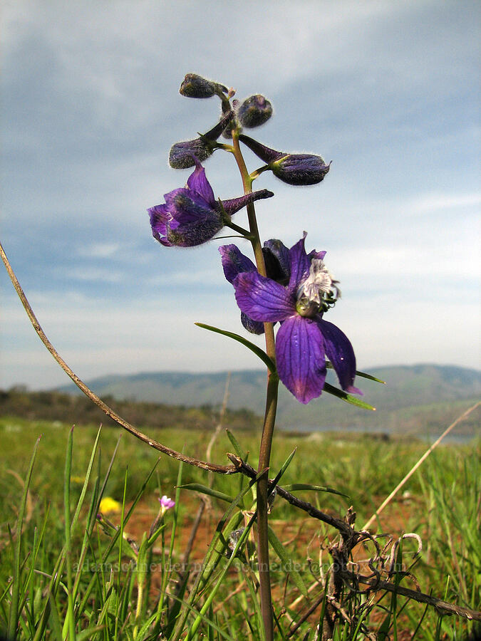 larkspur (Delphinium nuttallianum) [Tom McCall Preserve, Rowena, Wasco County, Oregon]