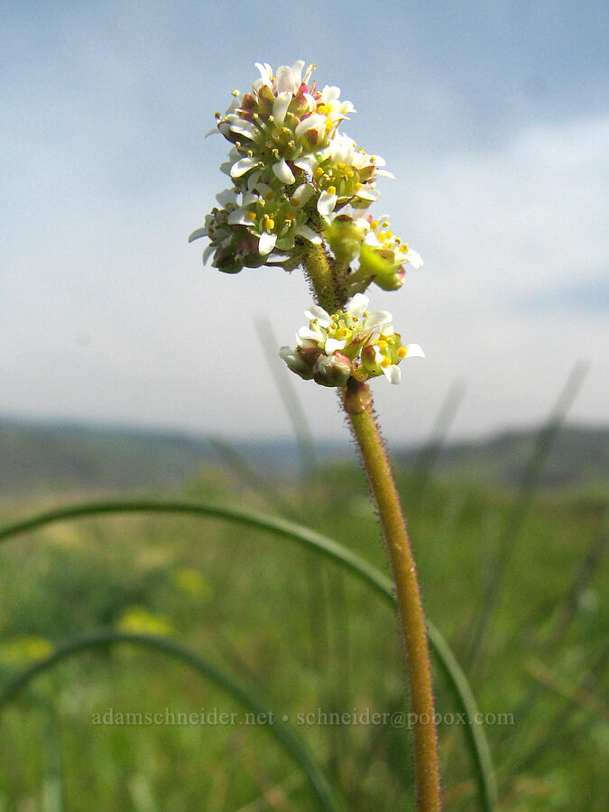 saxifrage (Micranthes sp. (Saxifraga sp.)) [Tom McCall Preserve, Rowena, Wasco County, Oregon]