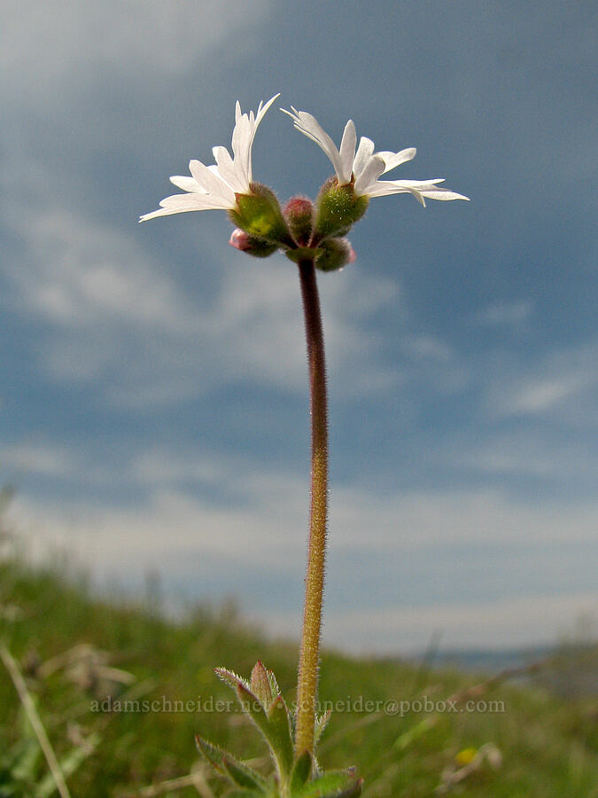 prairie star (Lithophragma parviflorum) [Tom McCall Preserve, Rowena, Wasco County, Oregon]