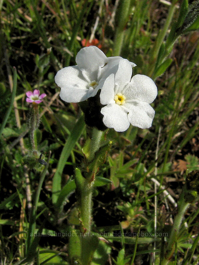 rusty popcorn flower (Plagiobothrys nothofulvus) [Tom McCall Preserve, Rowena, Wasco County, Oregon]
