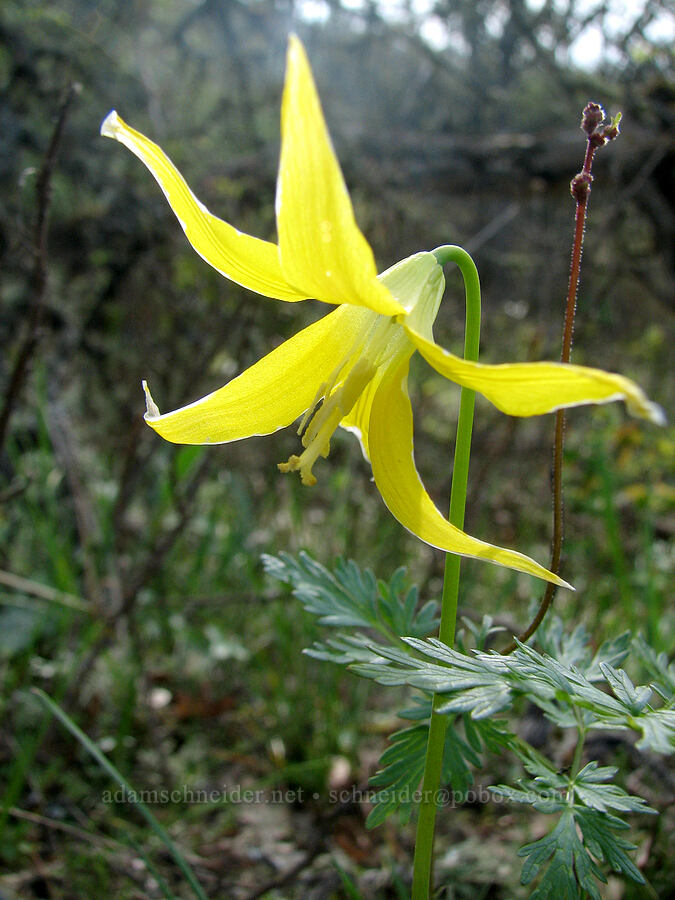 glacier lily (Erythronium grandiflorum) [Tom McCall Preserve, Rowena, Wasco County, Oregon]