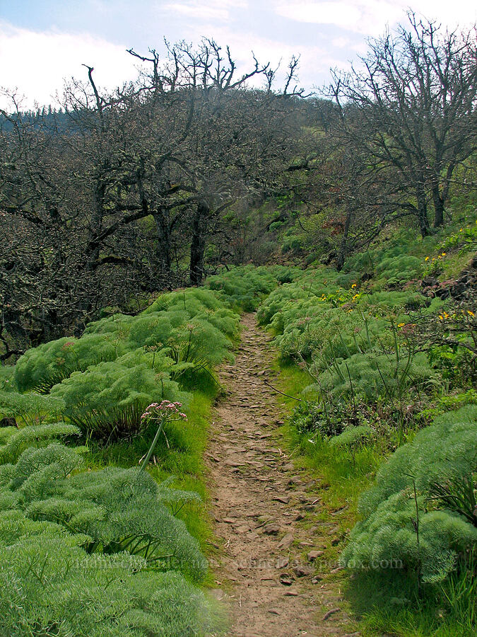 Columbia desert parsley along the trail (Lomatium columbianum) [Tom McCall Preserve, Rowena, Wasco County, Oregon]