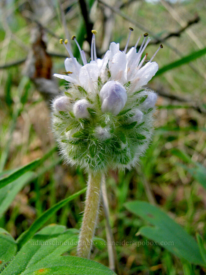 ball-head waterleaf (Hydrophyllum capitatum var. thompsonii) [Tom McCall Preserve, Rowena, Wasco County, Oregon]