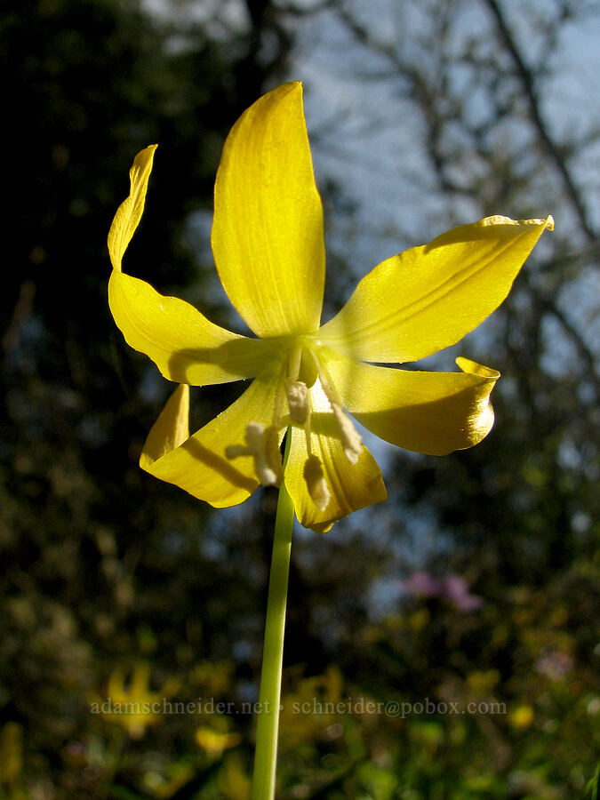 glacier lily (Erythronium grandiflorum) [Tom McCall Preserve, Rowena, Wasco County, Oregon]
