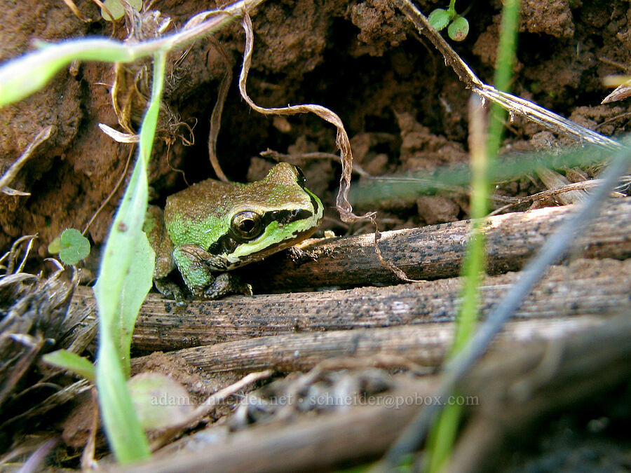 Pacific chorus frog (tree frog) (Pseudacris regilla) [Tom McCall Preserve, Rowena, Wasco County, Oregon]