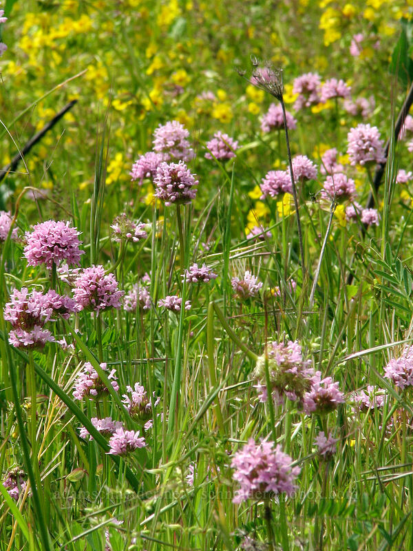 rosy plectritis & monkeyflower (Plectritis congesta, Erythranthe sp. (Mimulus sp.)) [Catherine Creek, Gifford Pinchot National Forest, Klickitat County, Washington]