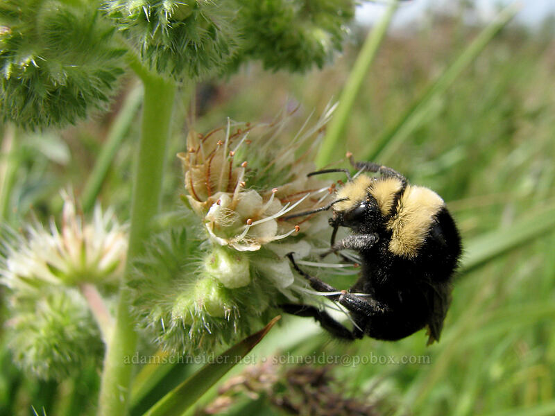 bumblebee on phacelia (Bombus sp., Phacelia sp.) [Catherine Creek, Gifford Pinchot National Forest, Klickitat County, Washington]