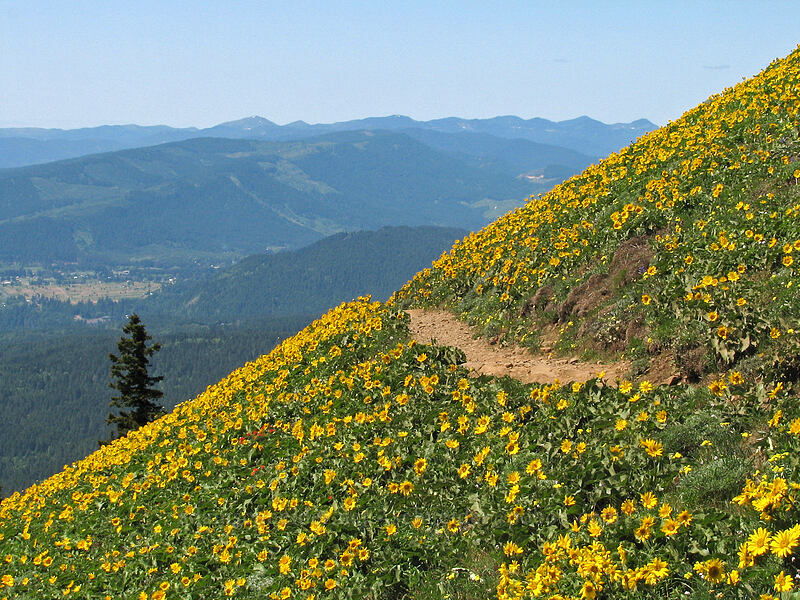 balsamroot meadows (Balsamorhiza sp.) [Dog Mountain Trail, Gifford Pinchot National Forest, Skamania County, Washington]