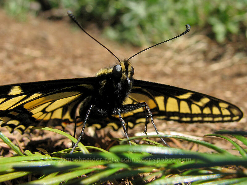 anise swallowtail butterfly (Papilio zelicaon) [Dog Mountain summit, Gifford Pinchot National Forest, Skamania County, Washington]