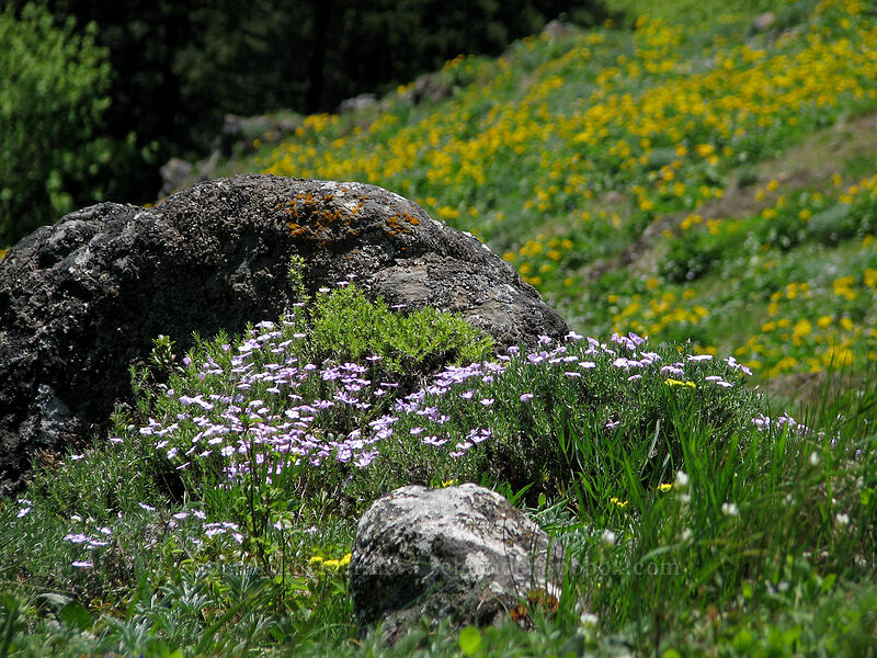 phlox, rocks, & balsamroot (Phlox diffusa, Balsamorhiza sp.) [Augspurger Trail, Gifford Pinchot National Forest, Skamania County, Washington]