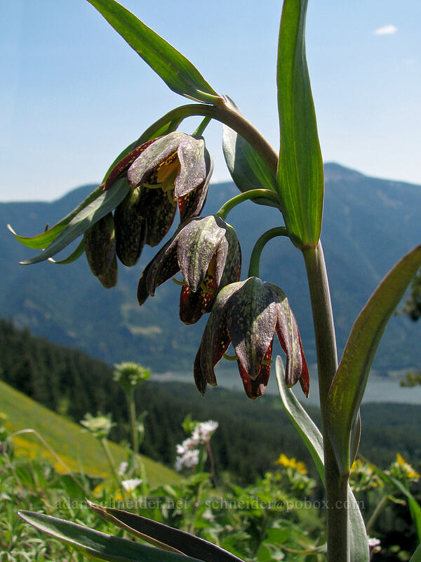 chocolate lily (Fritillaria affinis) [Augspurger Trail, Gifford Pinchot National Forest, Skamania County, Washington]