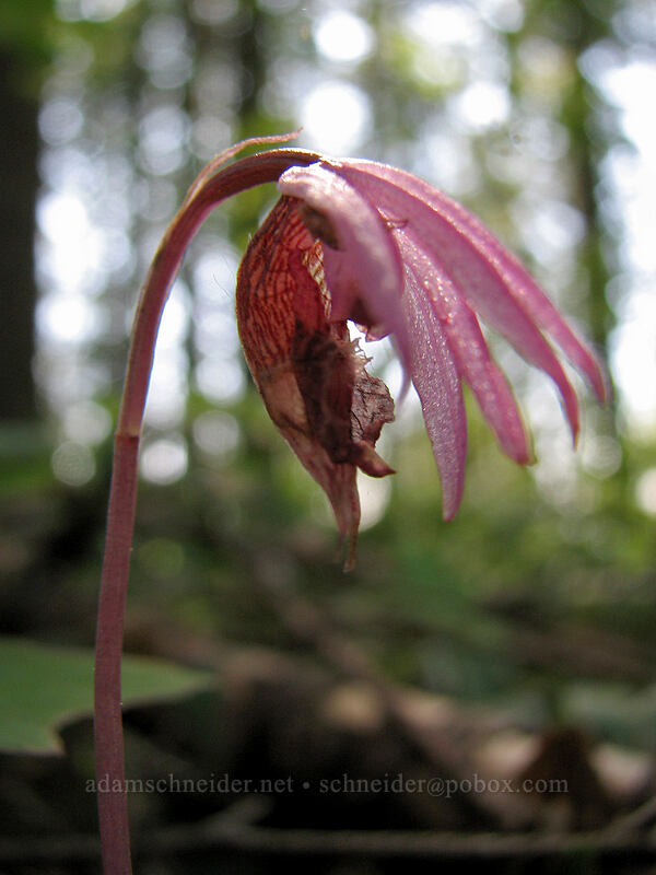 fairy slipper orchid (Calypso bulbosa) [Augspurger Trail, Gifford Pinchot National Forest, Skamania County, Washington]
