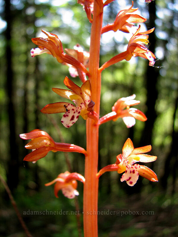 spotted coral-root orchid (Corallorhiza maculata) [Augspurger Trail, Gifford Pinchot National Forest, Skamania County, Washington]