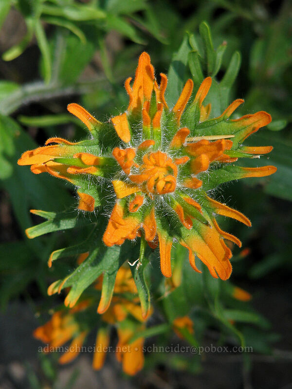 very orange paintbrush (Castilleja hispida) [Augspurger Trail, Gifford Pinchot National Forest, Skamania County, Washington]