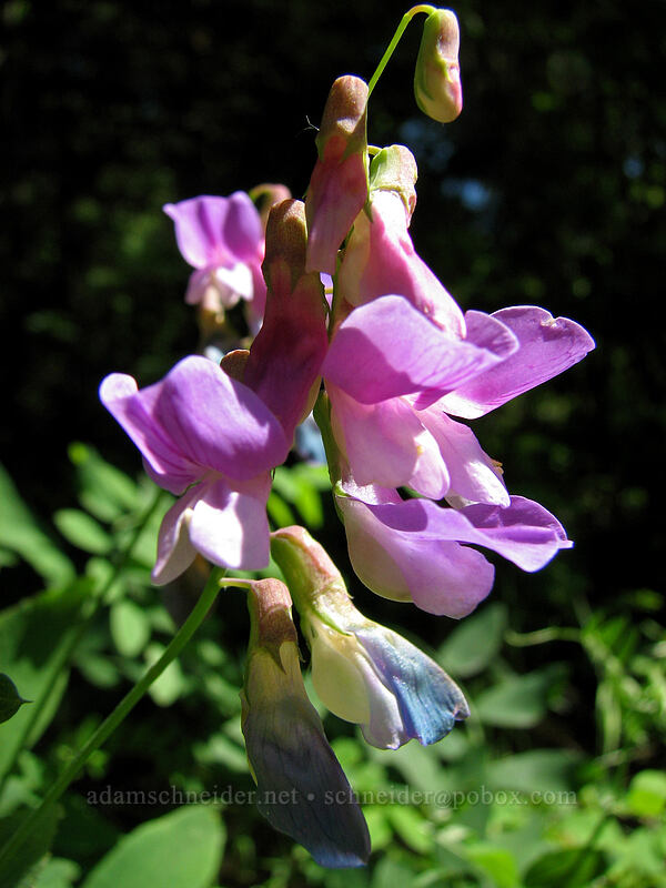 pea-vine (Lathyrus sp.) [Augspurger Trail, Gifford Pinchot National Forest, Skamania County, Washington]